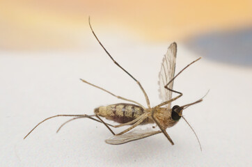mosquito dead on table.