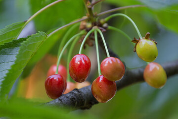 Branch with maturing cherries