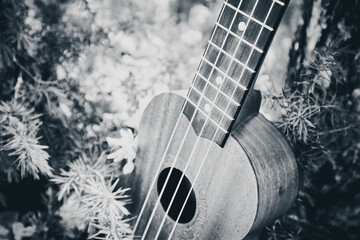 Ukulele guitar at the mountain nature pine forest landscape. Photo depicts musical instrument...