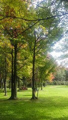 Fototapeta na wymiar Autumn, Variety Colors of Leaves on trees in Toronto Island Natural Park, Ontario, Canada