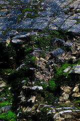 Colorful green mossy stones backdrop. Photo depicting a bright bushy lichen on an old gray stones in the mystic forest. Macro, close up, top view. Natural background texture.