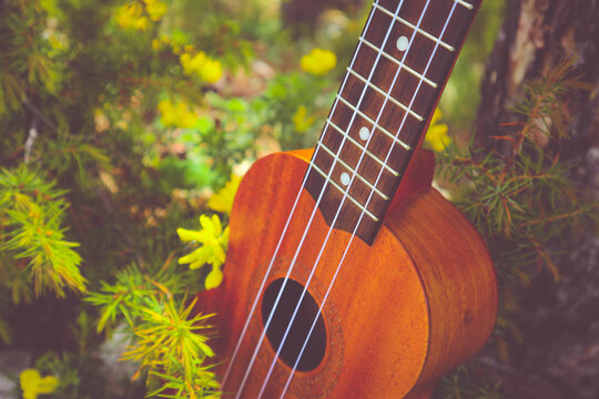 Ukulele guitar at the mountain nature pine forest landscape. Photo depicts musical instrument Ukulele small guitar in outdoor natural green background. Strings close up. Macro view.