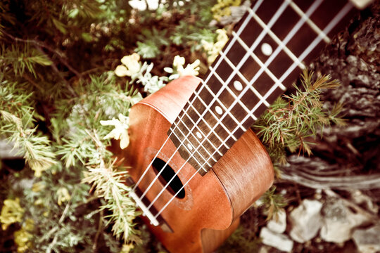 Ukulele guitar at the mountain nature pine forest landscape. Photo depicts musical instrument Ukulele small guitar in outdoor natural green background. Strings close up. Macro view.