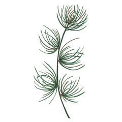 Hand painted with markers green spruce branch