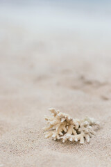 Coral close-up on white sand.Coral on the beach.Close up of sand on a beach.Coral with blurred light background.Image of coral on sand with space for text