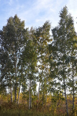 Autumn, Variety Colors of Leaves on trees in Toronto Island Natural Park, Ontario, Canada