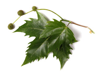 Fototapeta premium Plane tree, sycamore leaves and flowers isolated on white