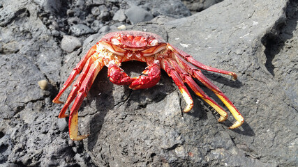 Rotes Krebsgehäuse, Atlantik, Kanarische Inseln