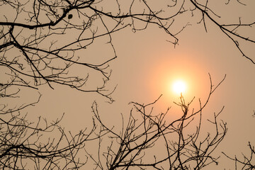 Sun and silhouette tree branches