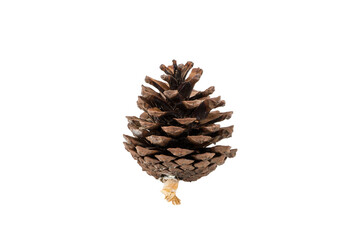 Pine cone isolated on white background