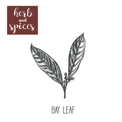 Bay leaf sketch hand drawing. Bay leaf vector illustration of herbs