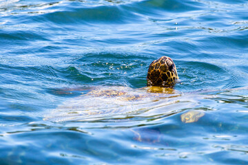Eine Suppenschildkröte (Chelonia mydas) oder Grüne Meeresschildkröte schwimmt im blauen Wasser...