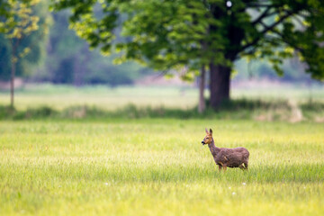 Ein Reh (Capreolus capreolus) auf einer Wiese im Naturschutzgebiet Mönchbruch bei Mörfelden in Hessen, Deutschland, Europa.