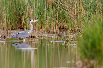 Ein Graureiher (Ardea cinerea) watet auf Nahrungsuche durch einen Teich in Frankfurt, Deutschland, Europa.