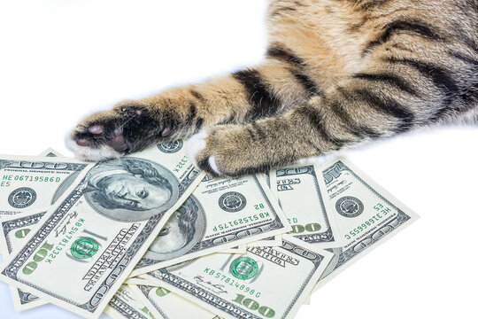 Gray cat and money 