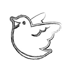 Dove bird symbol icon vector illustration graphic design