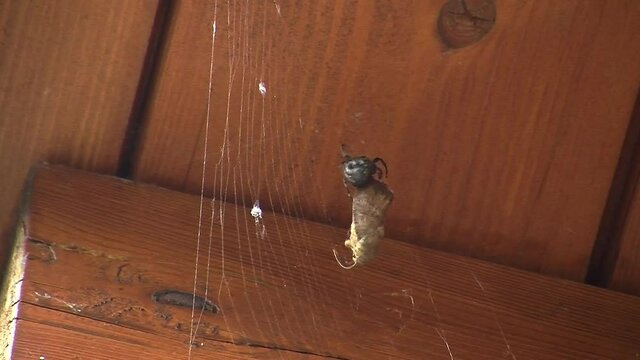 Die Beute (ein Falter) der schwarzen Spinne im Spinnennetz lebt noch