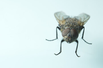 Isolated fly