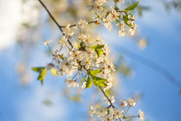 Cherry flowering branch on a blue sky blurred background