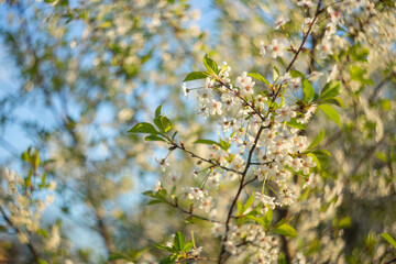 Abstract background with beautiful cherry blossom on a sunny spring day