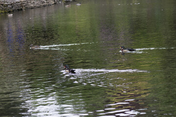 Three Ducks Travel Across Pond with Tree Reflections