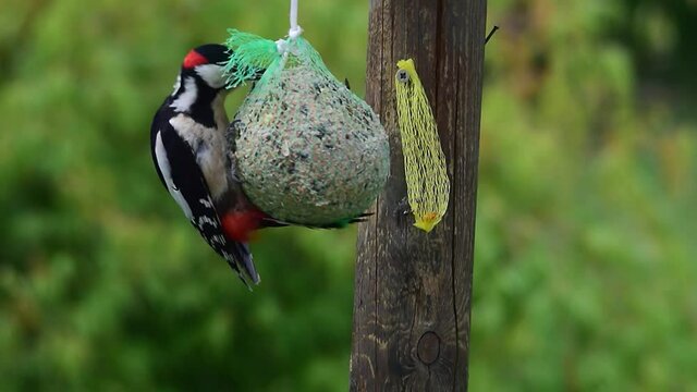 Ein Spatz will dem Buntspecht den Platz am Meisenkn&ouml;del wegnehmen