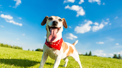 Play with pet countryside landscape. Spending time with adorable active playful Jack Russell terrier. Summer time!