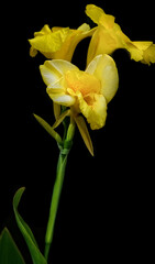 Yellow Day Lily