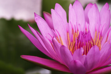 Macro pink lotus flower in the pond
