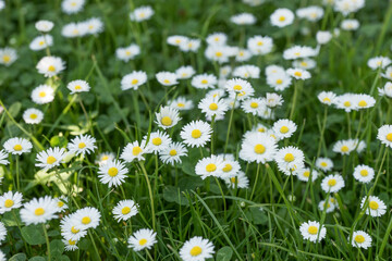 G&auml;nsebl&uuml;mchen auf der Wiese