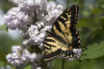Beautiful Swallowtail butterfly foraging in lilac flowers. Isolated on a blurry background.