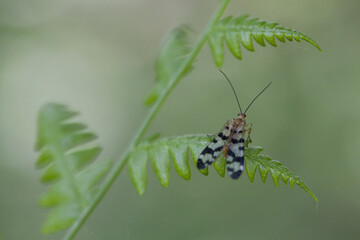 Scorpion fly resting on a fern branch. Isolated on a green blurry background.