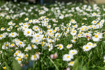 G&auml;nsebl&uuml;mchen auf der Wiese