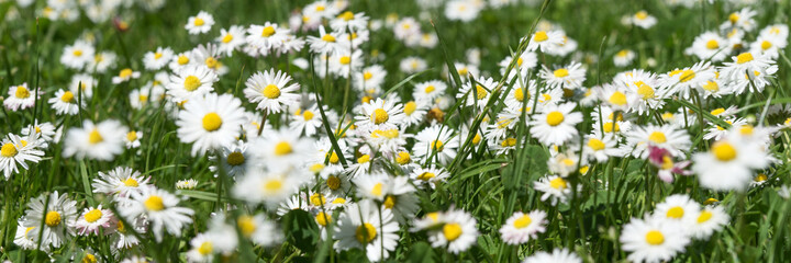 Gänseblümchen auf der Wiese © kelifamily