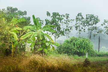 banana jungles