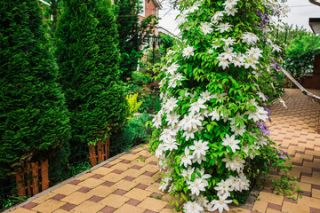 White clematis flowers in a garden.