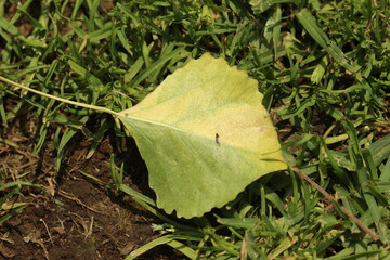 hoja