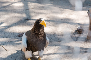 white-winged sea eagle. predatory is rare a bird.