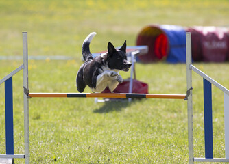 Dog agility sports in the outdoor field. on a sunny day. The dog is jumping over obstacle. The dog breed is border collie.