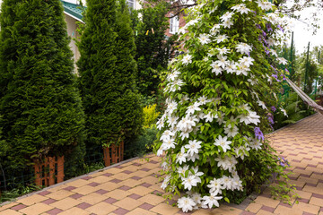 Fototapeta premium White clematis flowers in a garden.