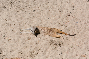 surikata on sand. Surikat in a profile.