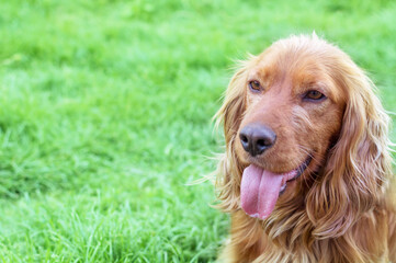 Cocker Spaniel on grass