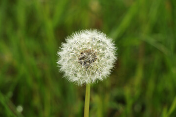 Blossoming dandelion in the form of white fluff round in a green background.