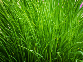 Fototapeta na wymiar Wild meadow green grass
