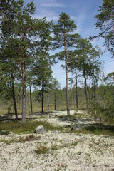 Сосны в лесу. © verynika