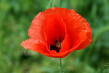 Obraz premium Golkomp