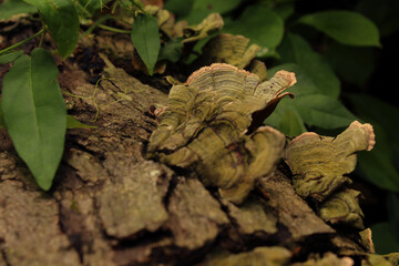Green Mushrooms on a Log