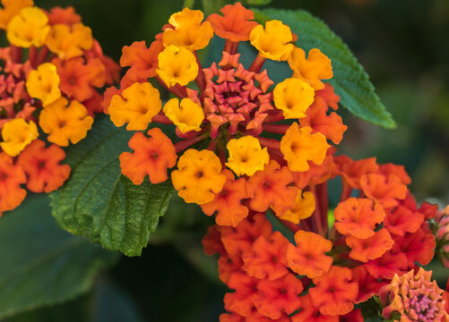 Lantana