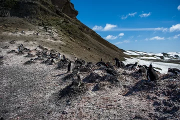 Keuken spatwand met foto Пингвины © polyarnik