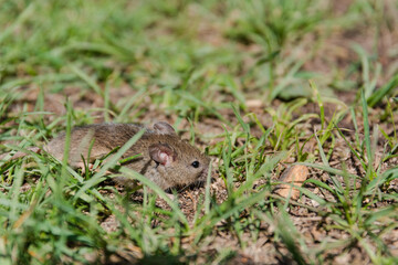 wild mouse. the mouse runs on a grass. gray mouse.